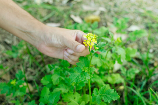 Man hand reaching a Mustard (Sinopsis Alba) flower. With green blurred background and copy space