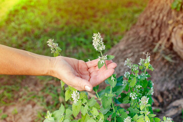 Woman hand holding a Nepeta Cataria (var. citriodora) flower in a garden with green blurred background with sunlight coming from above and copy space