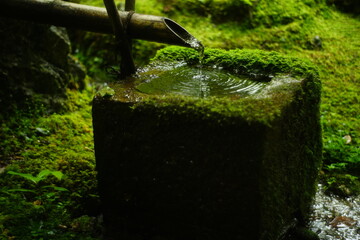 japanese moss garden of Jakkoin, Kyoto
