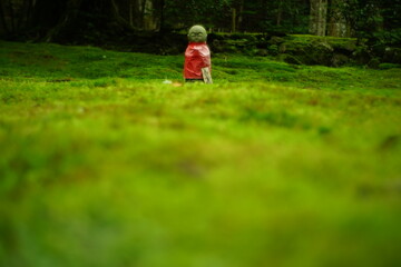 Naklejka premium japanese moss garden of Jakkoin, Kyoto