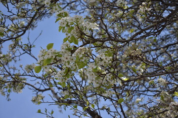 branches against blue sky