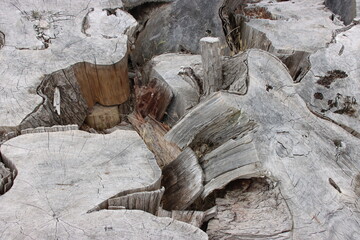 Old pine logs ready for splitting, central Victoria, Australia.