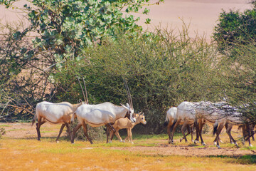 Arabian oryx or white oryx
