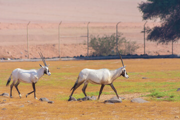 Arabian oryx or white oryx