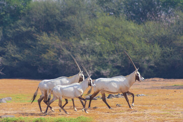 Arabian oryx or white oryx
