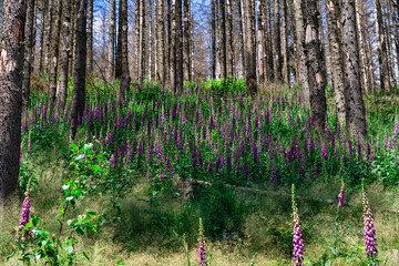 Ritterspornbl&uuml;te