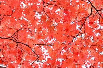 るり沼で見た真っ赤に染まったカエデの紅葉＠五色沼、福島