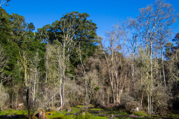 A marshy wetland in the middle of the forest image for background use
