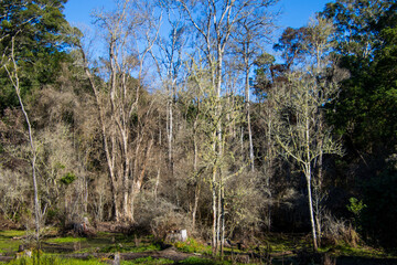 A marshy wetland in the middle of the forest image for background use
