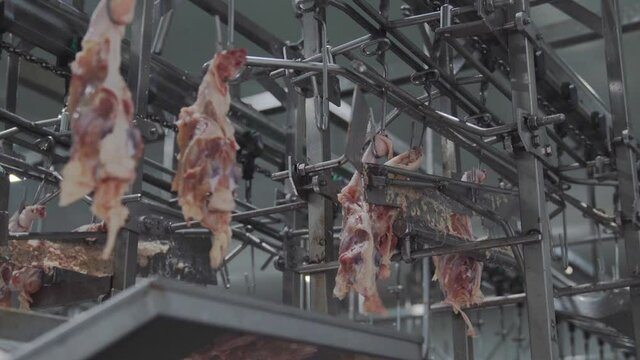 Chicken carcase hang on rail conveyor after cutting in line process.