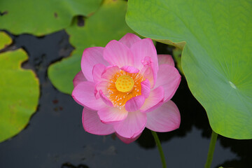 萼が反っていない日本在来のタンポポ Wall Mural Wallpaper Murals Fujioka Yasunari