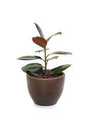 Rubber plant (ficus elastic plant) in brown clay pot isolated on white background. Modern house plants. Image with Clipping path