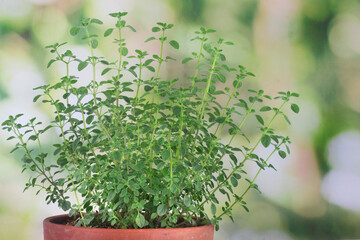 Oregano herb in a pot on a green blurred background