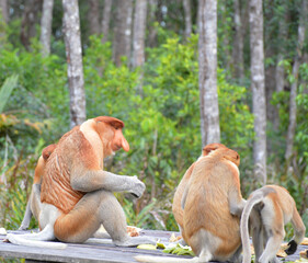 A natural life of Proboscis monkey in Borneo.