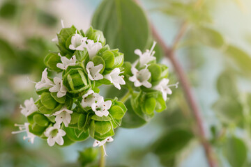Oregano (Origanum Vulgare) flowers in bloom with green blurred background and sunlight coming from the right