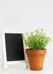 Oregano plant in a pot with a blackboard isolated on white background with negative space