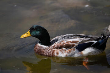 Ducks