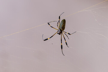 Close up view of a menacing but beautiful spider on its Spiderweb