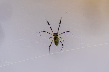 Close up view of a menacing but beautiful spider on its Spiderweb
