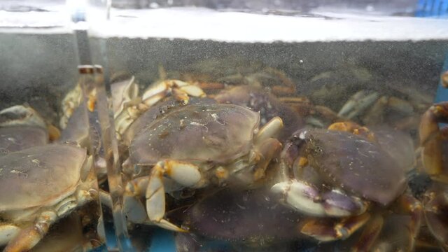 This video shows a bubbling tank filled with live crabs at a fish market.