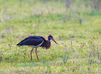 Abdims Stork in the Savanna