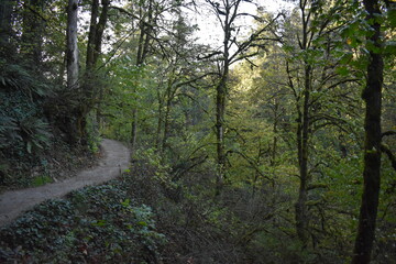 morning in the forest
