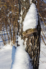 A pile of snow on a tinder fungus growing on a birch, winter in the forest