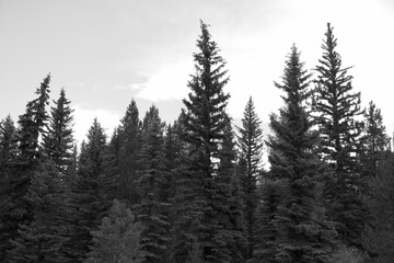 Lost In The Pines