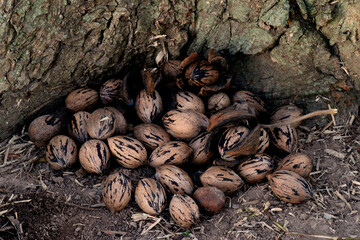 Pecan nuts at the feet of a Pecan tree (Carya Illinoinensis) after a harvest.