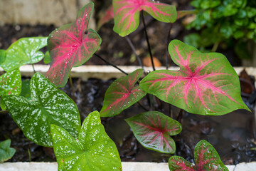 Growing Caladium bicolor in white flower pot.