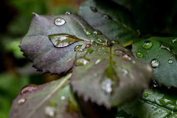 Gotas de lluvia sobre hojas de rosal
