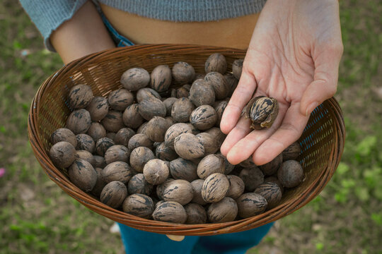 Girl harvesting Pecan nuts which are in a basket. She is holding one in her hand. With copy space and selective focusing and blurred background