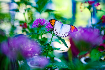 花にとまる鮮やかな蝶