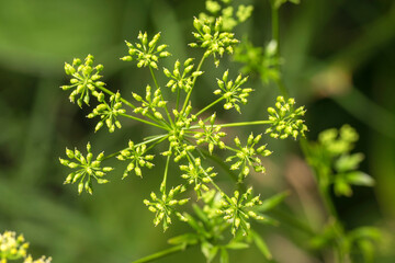 Parsley flower in bloom on a green blurred background