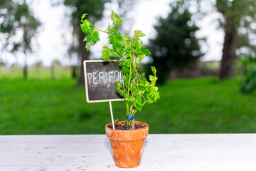 Chervil (Anthriscus cerefolium), French parsley or Perifolio plant in a pot over a white table in a garden with a black board where is written the word 