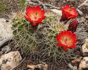 Schilderijen op glas Cactus (Echinocereus) red wildflowers on south rim Grand Canyon National Park, Arizona © Nikki