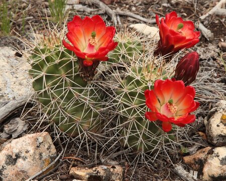 Cactus (Echinocereus) red wildflowers on south rim Grand Canyon National Park, Arizona