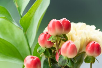 色鮮やかなヒペリカムの実とルスカス