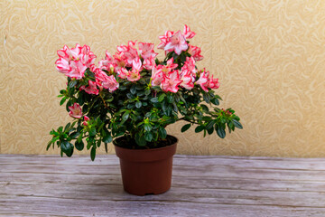 Blooming pink azalea in flower pot on a table
