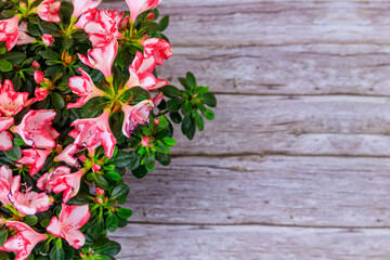 Blooming pink azalea on wooden background. Top view, copy space