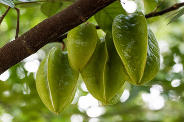 Star fruit still green on the tree. Known as 