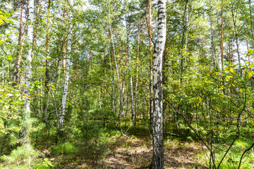 Fototapeta premium summer forest, birch, beautiful summer background