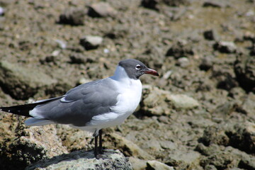 black headed gull