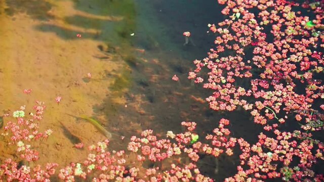 still water in a pond with fishes swimming under pink and green floating leaves