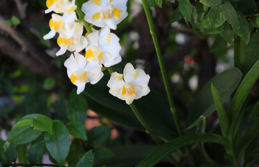 Small white orchids for Natural concept. One of the flower plants of Thailand.