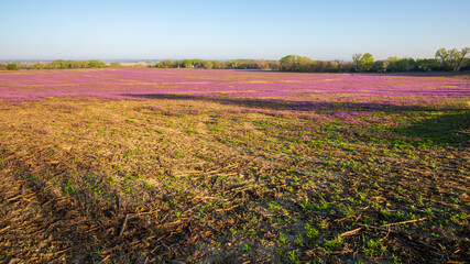 Fototapeta na wymiar Purple deadnettle and henbit flowering in corn and soybean fields in Spring morning. Pink flowers. Nebraska landscape.