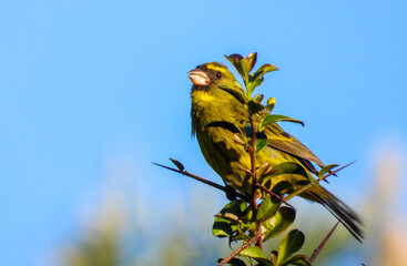 A forest canary perched at the top of a tree on the Garden route in South Africa
