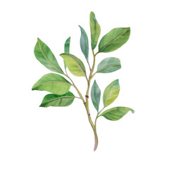 Green leaves on a branch, drawing. Graceful branch with leaves, art. Watercolor illustration, botanical drawing of leaves. Suitable for prints, cards and invitations.