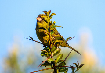 A forest canary perched at the top of a tree on the Garden route in South Africa