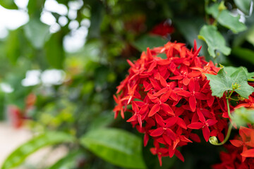 Beautiful Red spike flower or Ixora coccinea flower in the garden with natural background.